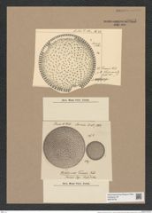 Stictodiscus truanii Witt. (de-Toni-Nr.: Genus 205, Species 5240) Zeichnungen Sammlung Grunow Nr. 9034 (NHMW-BOT-W0378758)